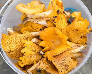  Эксперт назвала грибы, повышающие либидо